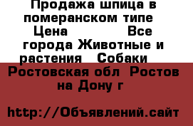 Продажа шпица в померанском типе › Цена ­ 20 000 - Все города Животные и растения » Собаки   . Ростовская обл.,Ростов-на-Дону г.